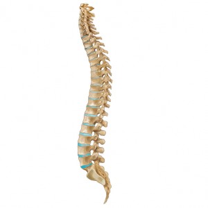 human spine